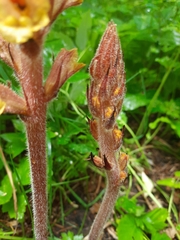 Orobanche laxissima