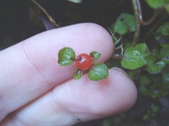 Nertera dichondrifolia