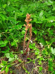 Orobanche laxissima