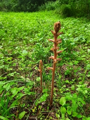 Orobanche laxissima