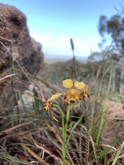 Diuris brumalis
