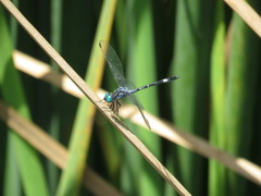 Micrathyria paulsoni