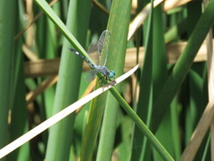 Micrathyria paulsoni