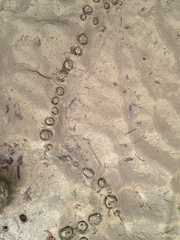 Anthopleura xanthogrammica