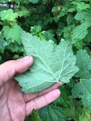 Ribes hudsonianum