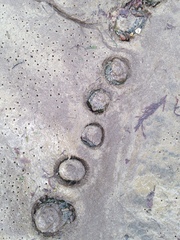 Anthopleura xanthogrammica