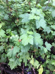 Ribes hudsonianum