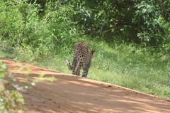 Panthera pardus kotiya