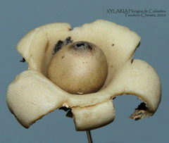 Geastrum