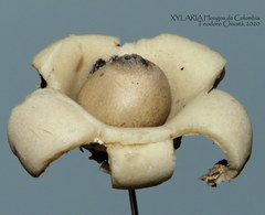 Geastrum