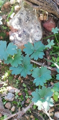 Pelargonium ternifolium