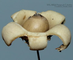 Geastrum