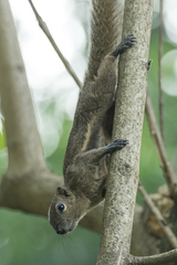 Black-Striped Squirrel photo 5