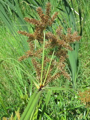 Cyperus semiochraceus