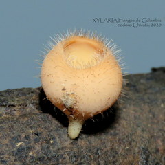 Cookeina tricholoma