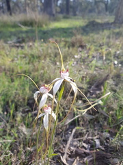 Caladenia longicauda eminens