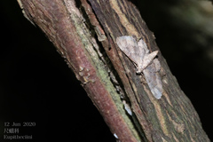 Gymnoscelis taprobanica