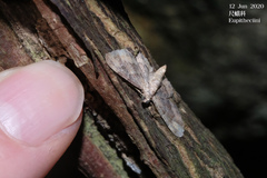 Gymnoscelis taprobanica