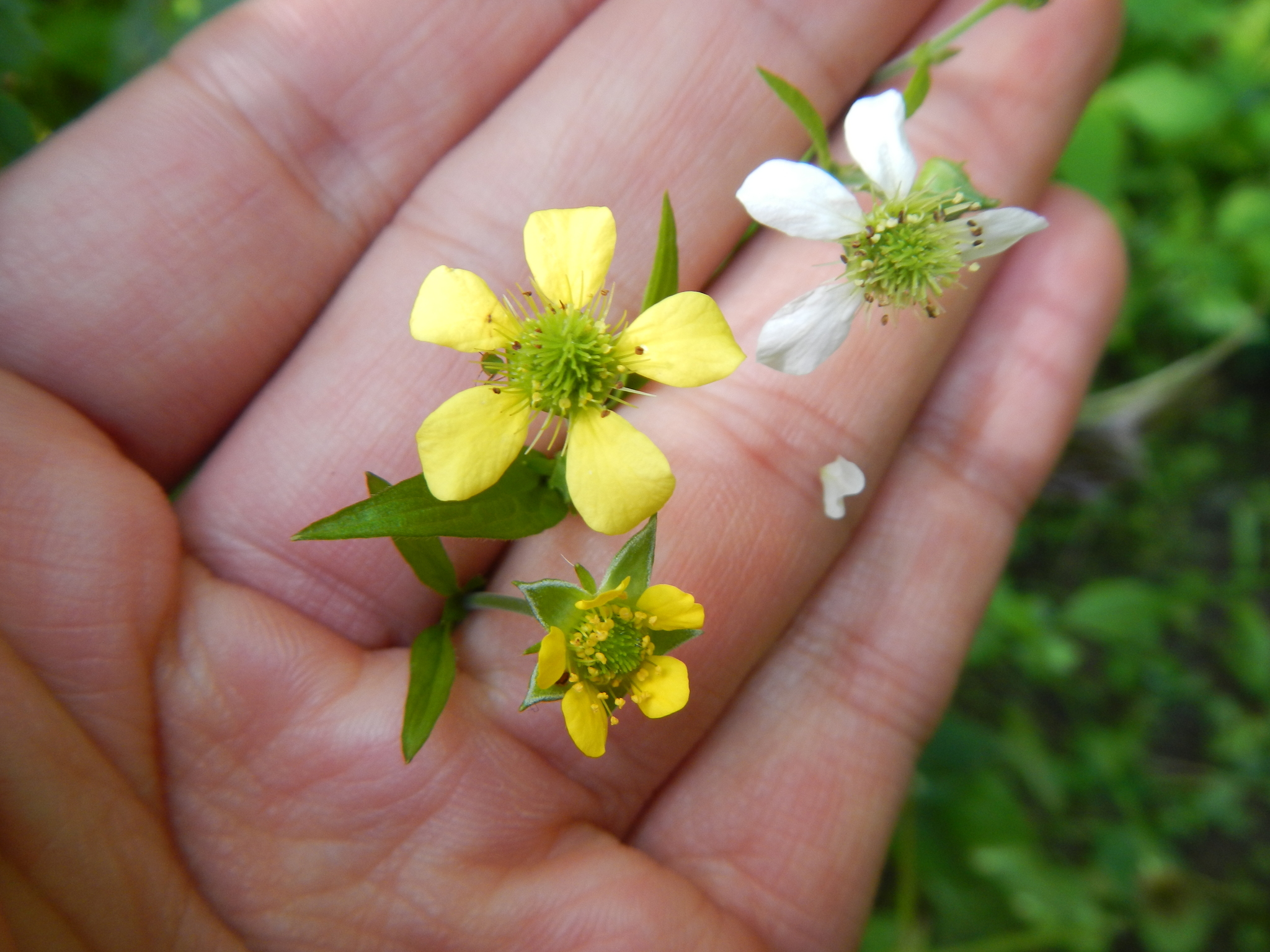 Geum X catlingii