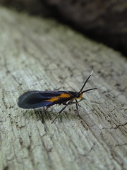 Mathildana newmanella