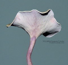 Trogia cantharelloides