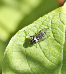 Anthomyia