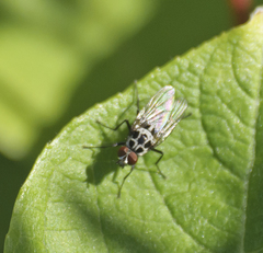 Anthomyia
