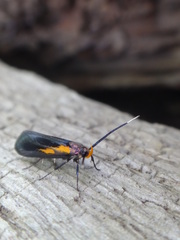 Mathildana newmanella