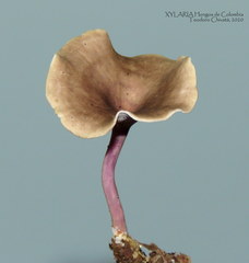 Trogia cantharelloides