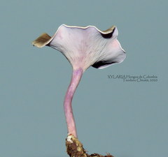 Trogia cantharelloides