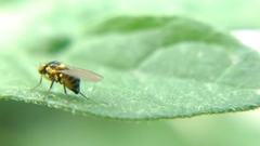 Liriomyza