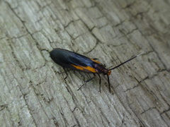 Mathildana newmanella