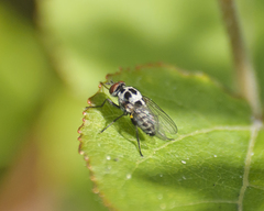 Anthomyia