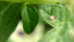 Liriomyza