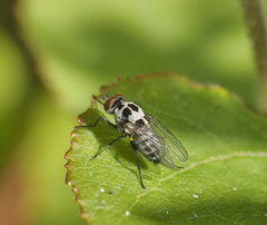 Anthomyia