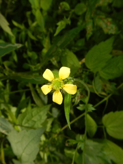 Geum × catlingii