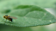 Liriomyza