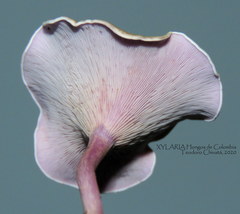 Trogia cantharelloides