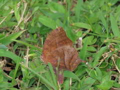 Fountainea glycerium comstocki