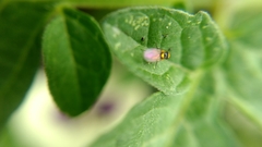 Liriomyza