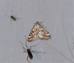 Parapoynx badiusalis