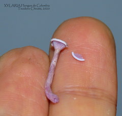 Trogia cantharelloides