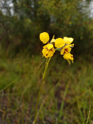 Tall bee orchid (Diuris carinata)
