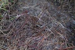 Oligosoma