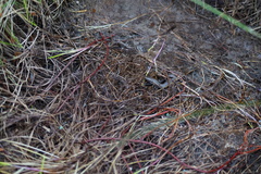 Oligosoma