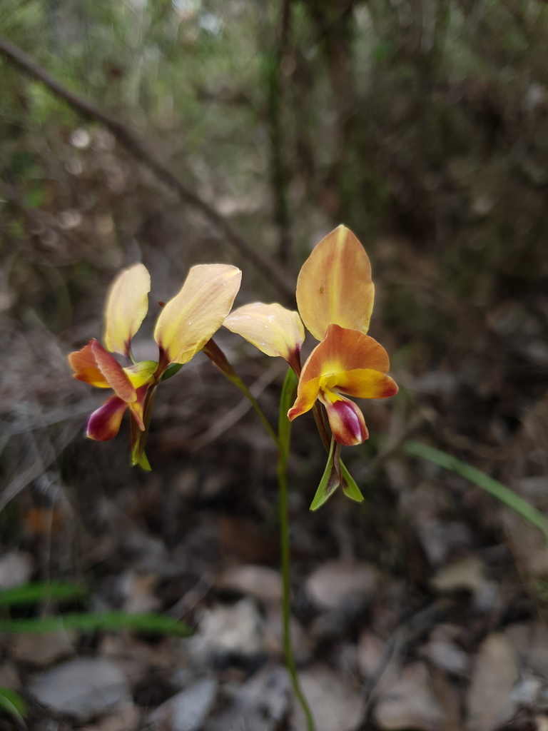 Diuris jonesii