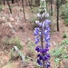 Lupinus mexicanus - Photo (c) palomasantosv, some rights reserved (CC BY-NC)
