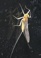 Leucrocuta thetis