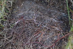 Oligosoma