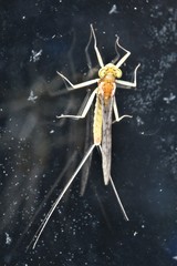 Leucrocuta thetis
